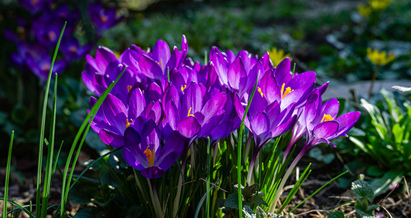 Professional Fall Planting Services