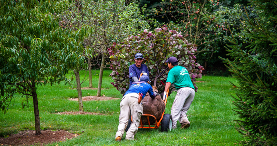 Professional Fall Planting Services
